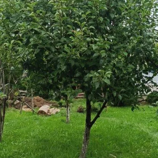 Груша обыкновенная (Pyrus communis)