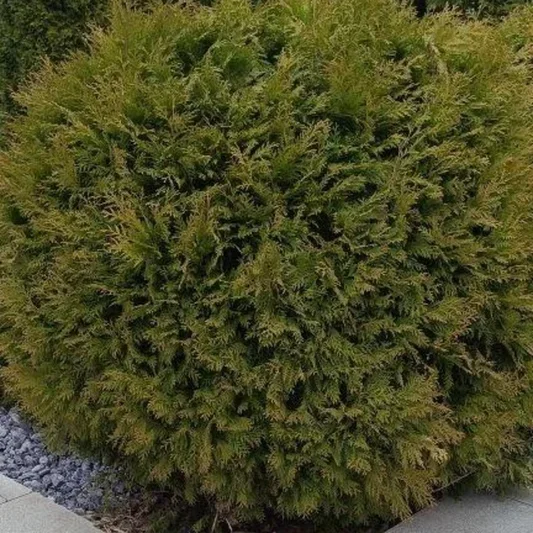 Туя западная «Глобоза» (Thuja occidentalis 'Globosa')